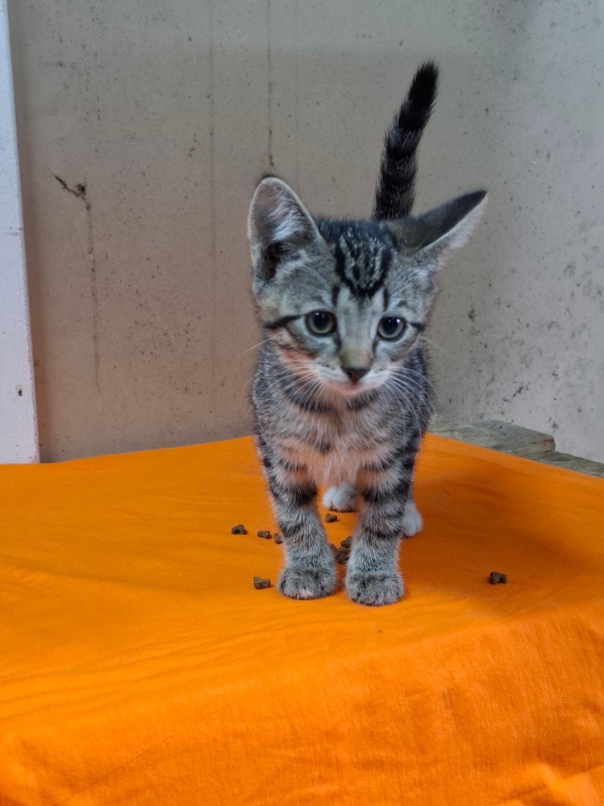 Kittens, Dieren en Toebehoren, Geslacht onbekend, Kortharig, 0 tot 2 jaar