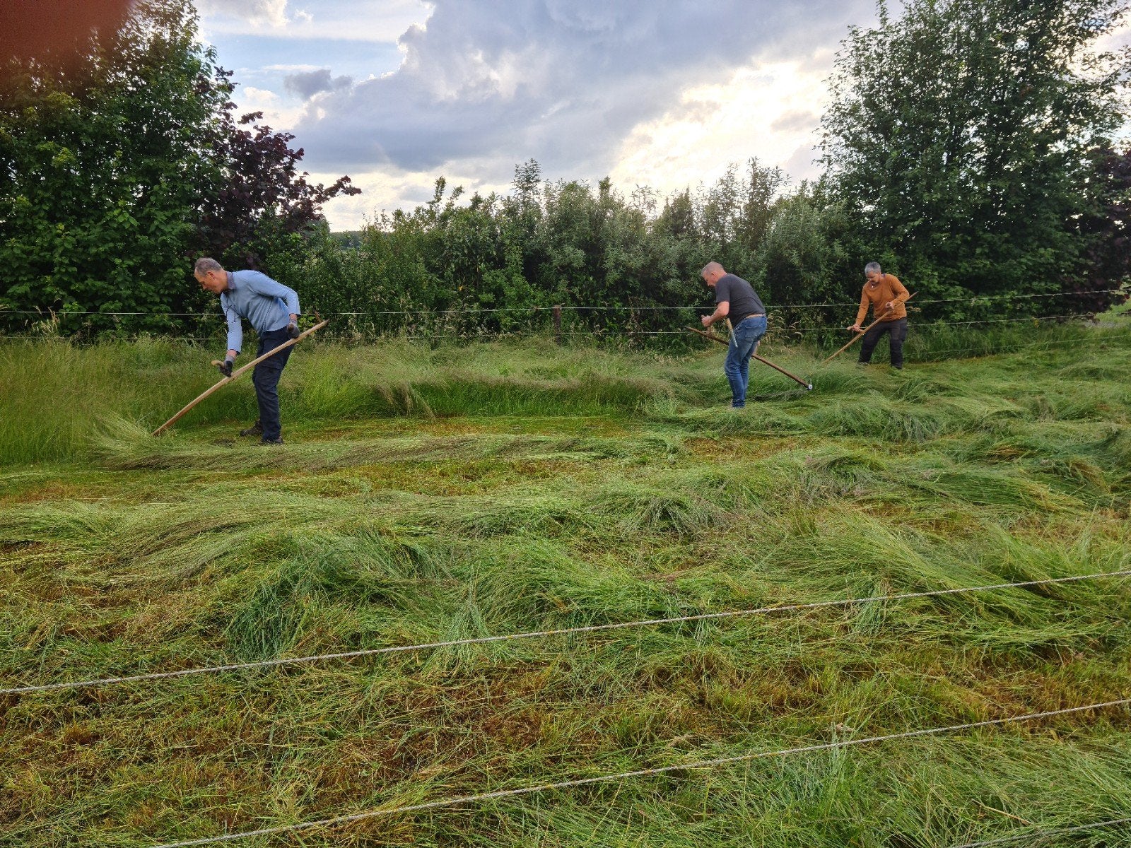 Gemaaid gras, Ophalen of Verzenden, Siergrassen, Volle zon
