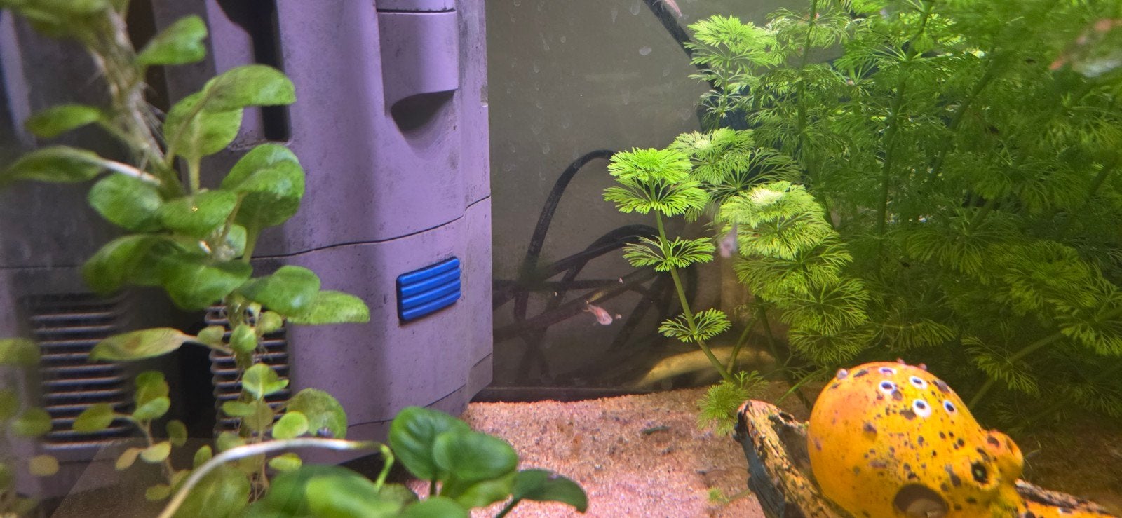 Gratis 5 jonge guppen 2 mannetjes en 3 vrouwtjes, Dieren en Toebehoren, Vissen | Aquariumvissen, Vis, Zoetwatervis