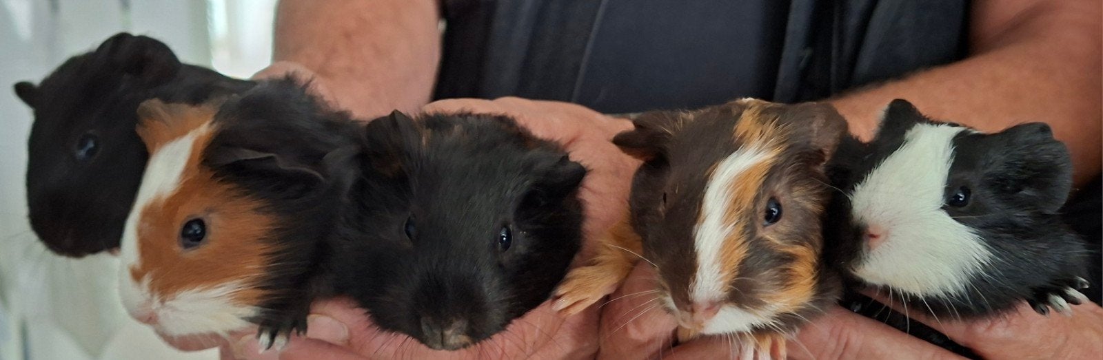 cavia's, Dieren en Toebehoren, Knaagdieren, Augustus, Mannelijk, Cavia