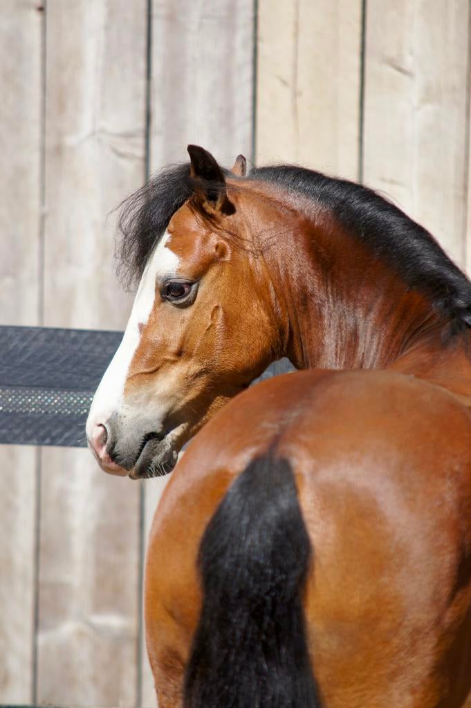 Droompony te koop!, Dieren en Toebehoren, Ruin, A pony (tot 1.17m), 3 tot 6 jaar, Met stamboom