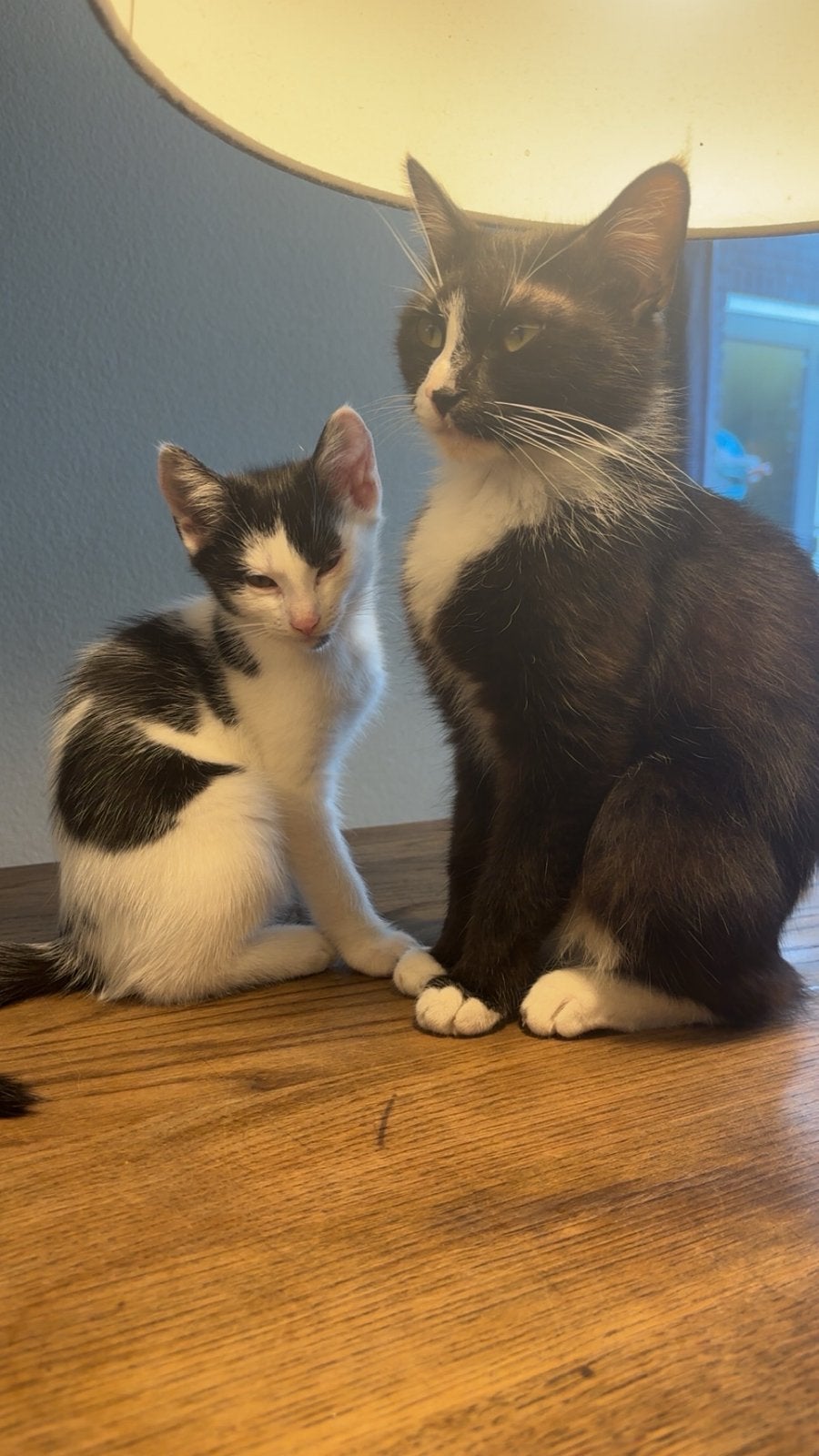 Te koop aangeboden kater kitten