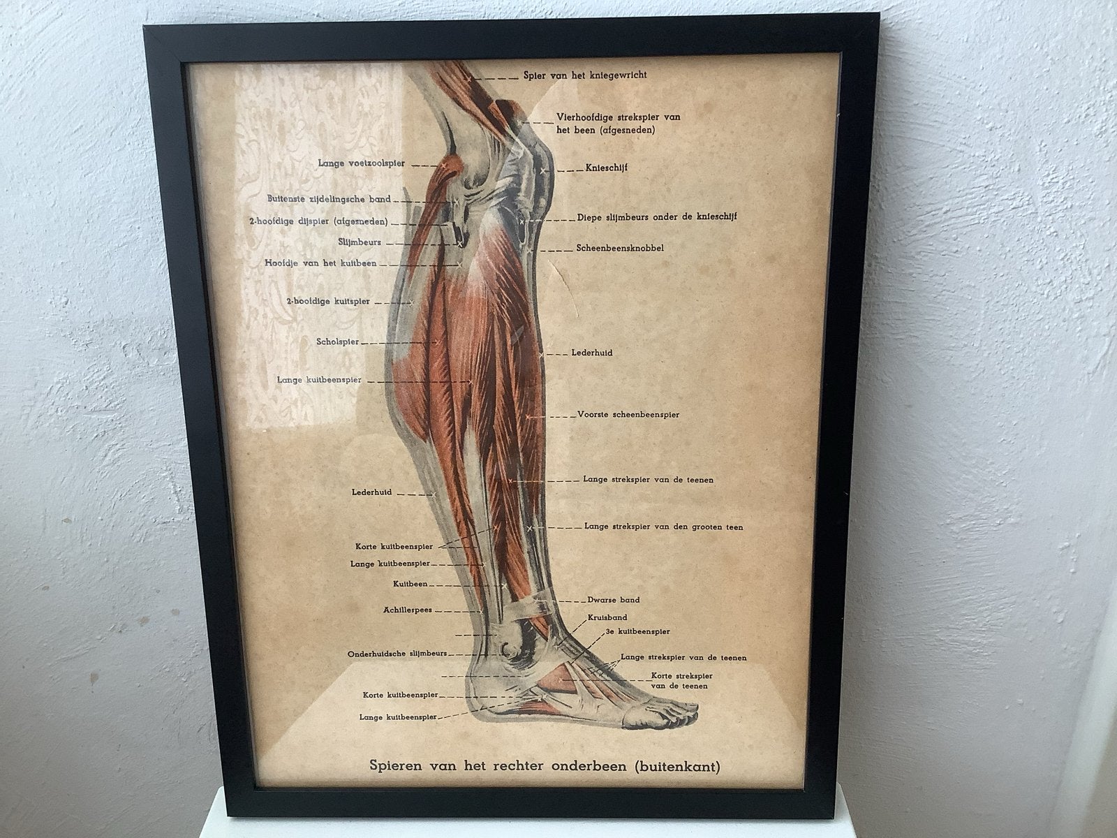 Vintage Anatomische Plaat: Spieren Rechter Onderbeen, Antiek en Kunst, Ophalen, Overige thema's