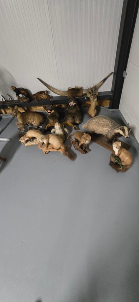 Diverse collectie opgezette dieren en geweien, Ophalen of Verzenden