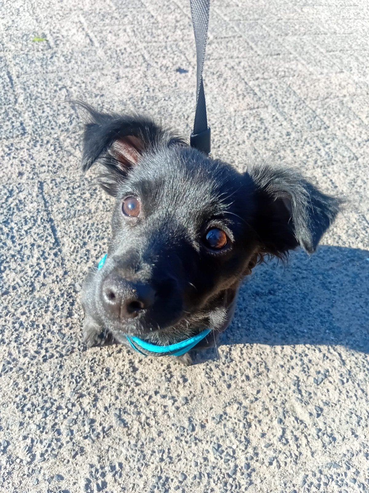 pup, 15 weken tot 1 jaar, Reu, Eén hond, Chihuahua