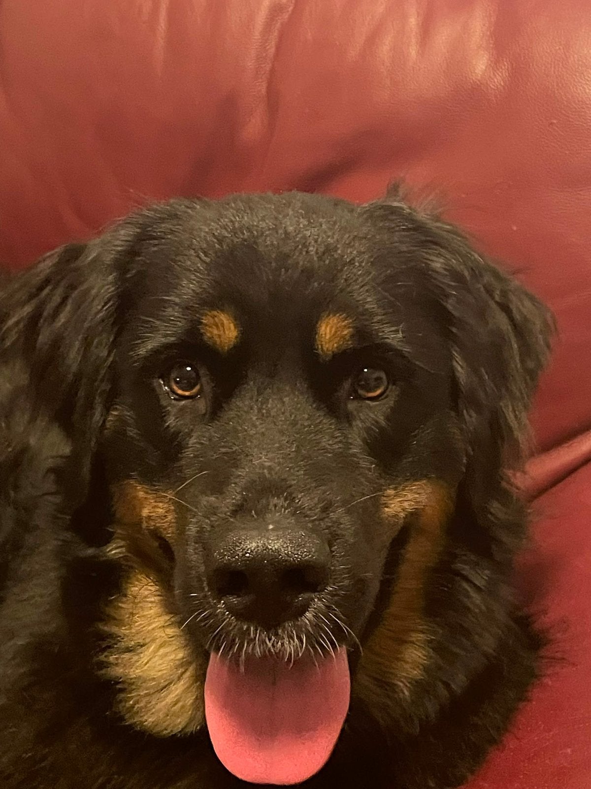 Goed huis gezocht, Dieren en Toebehoren, 1 tot 2 jaar, Teef, Groot, Eén hond