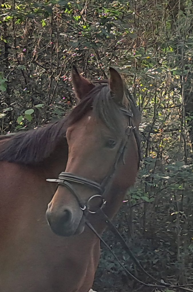 Mooie E pony, 3 tot 6 jaar, L, Merrie, Gechipt