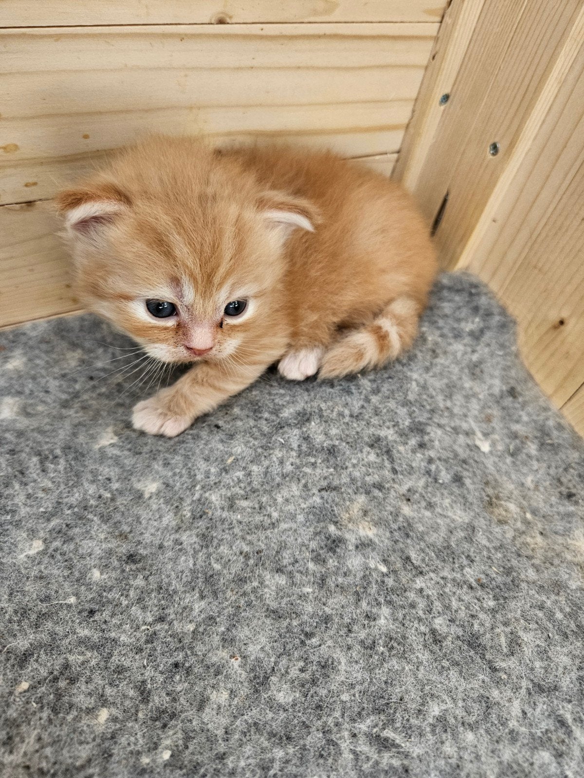 Kruising main coon x perz kittens, Poes