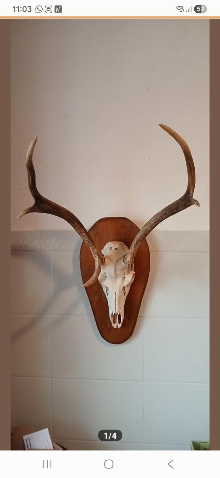 Hertengewei op houten schild - Decoratief item, Ophalen, Gebruikt