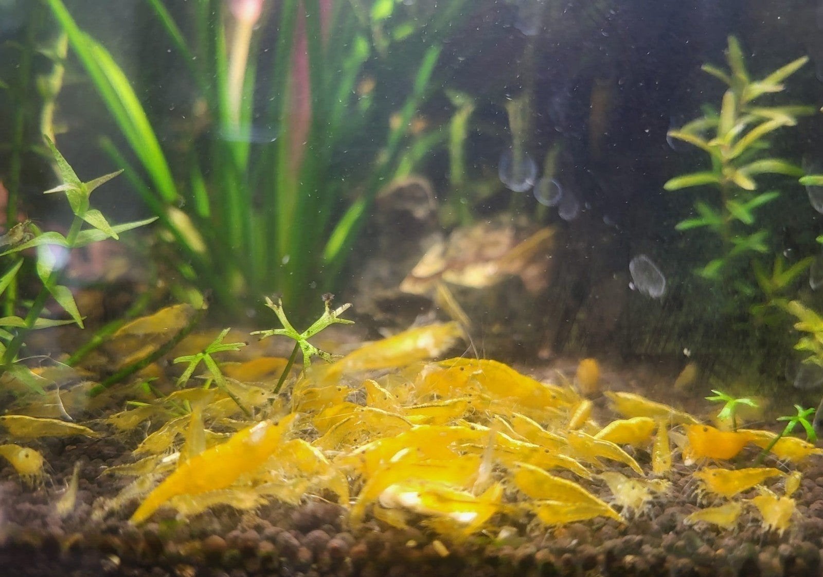 Gele neocaridina garnalen🦐, Dieren en Toebehoren, Kreeft, Krab of Garnaal