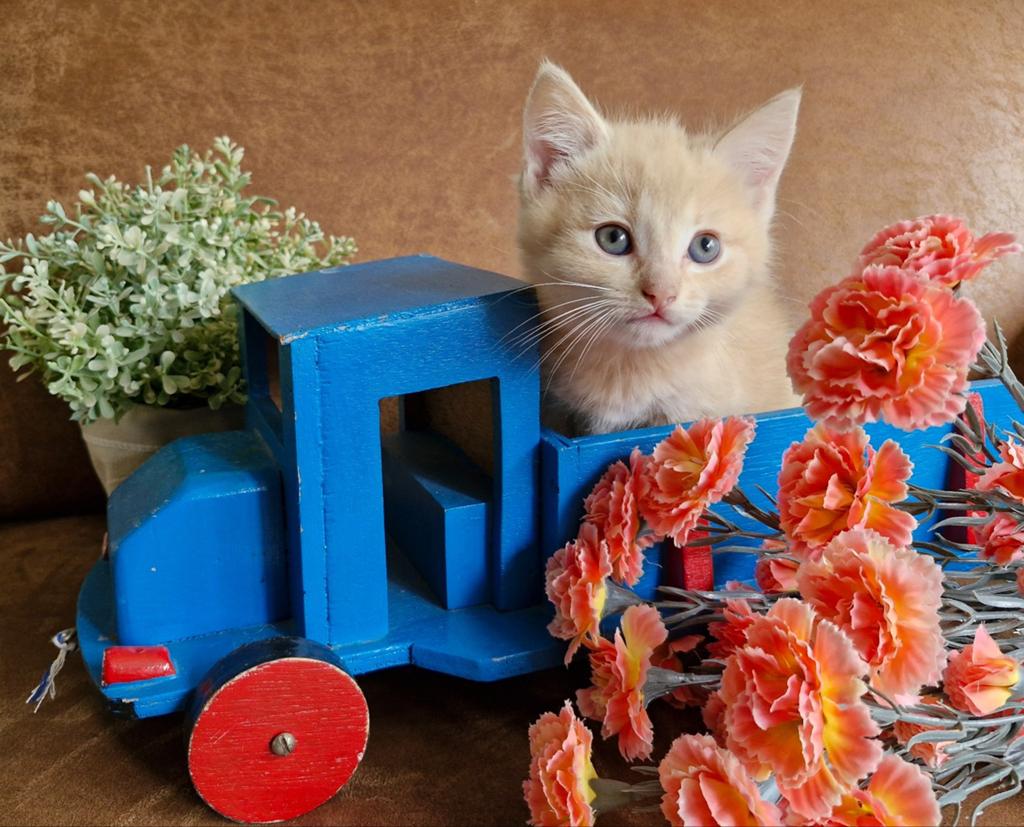 Prachtige kittens kruising, Dieren en Toebehoren, Meerdere dieren, 0 tot 2 jaar