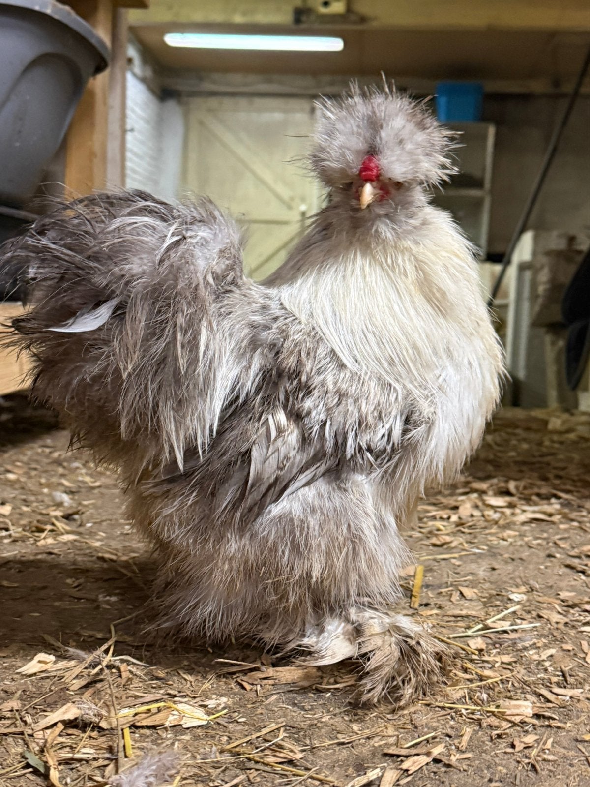 🐓 USA zijdehoen haan - fokgeschikt 🐓, Mannelijk, Kip