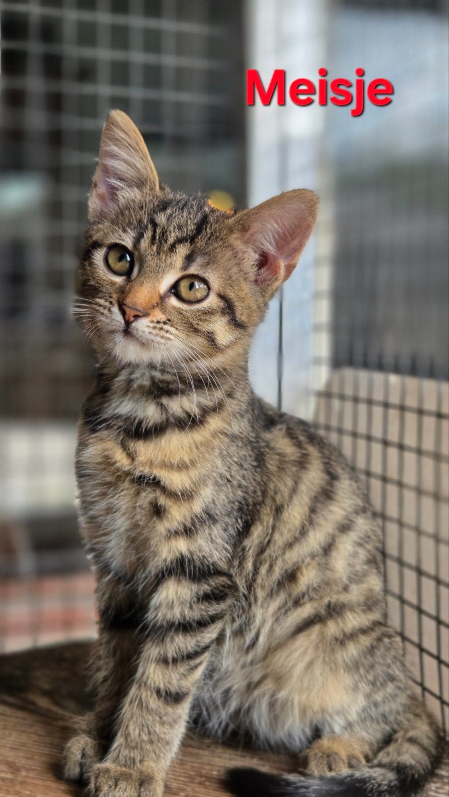 Te Koop, 5 fantastische mooie kittens, Meerdere dieren, Ontwormd, 0 tot 2 jaar