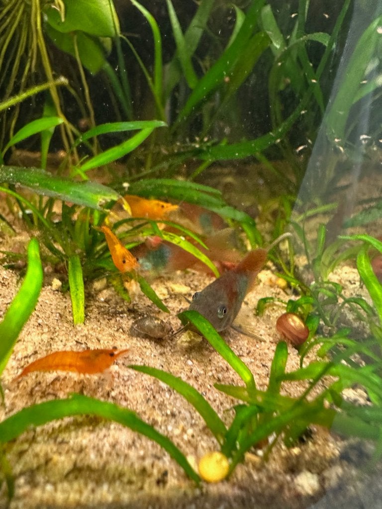 Venezuela Orange Corydoras, Vis, Zoetwatervis, Schoolvis