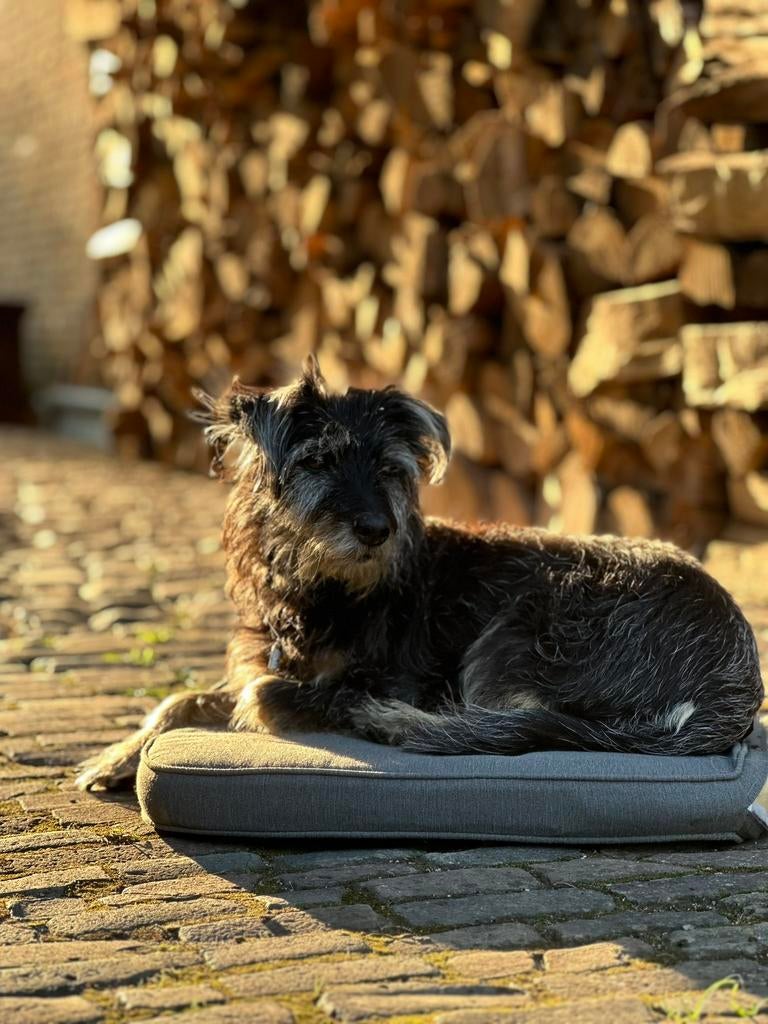 Gezocht! Teckel/ terrier  kruising pup, Ophalen of Verzenden