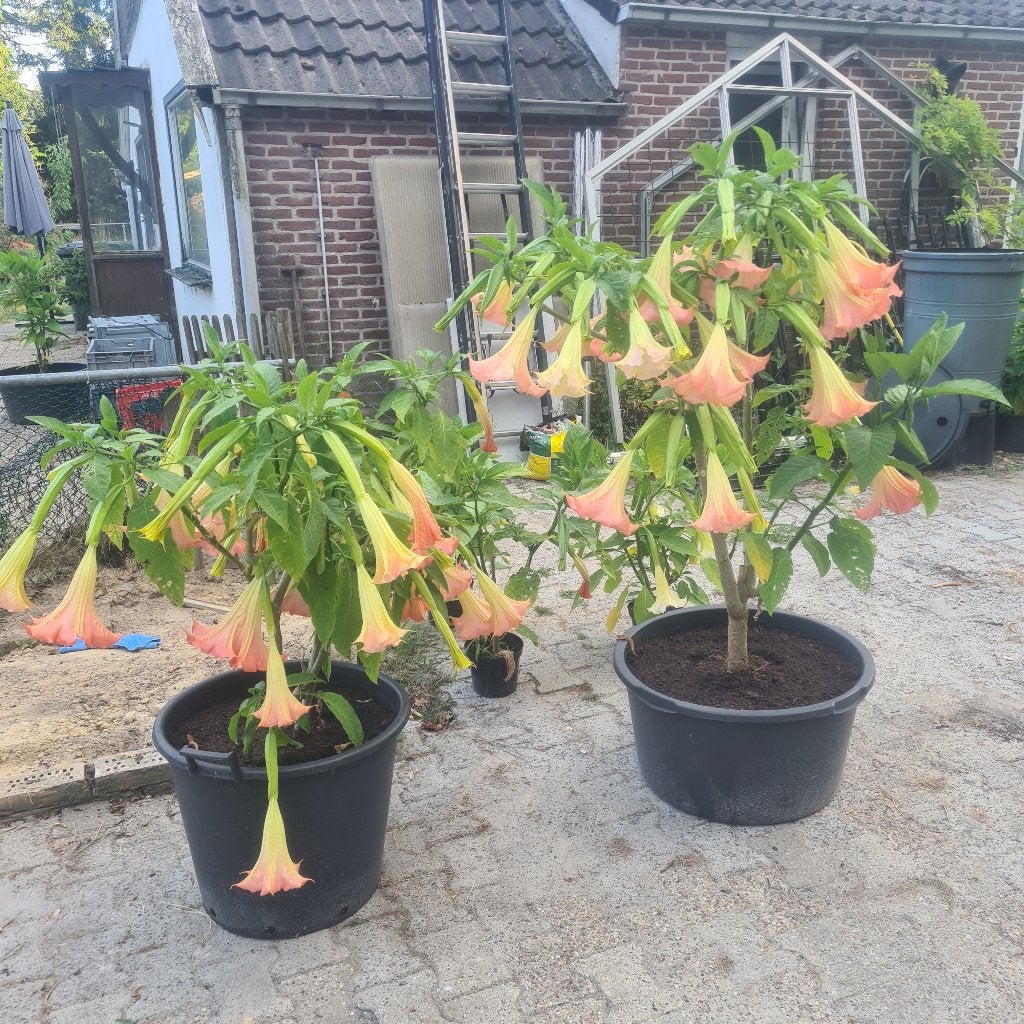 brugmansia, Tuin en Terras, Planten | Tuinplanten, Volle zon, Vaste plant, Zomer, Ophalen