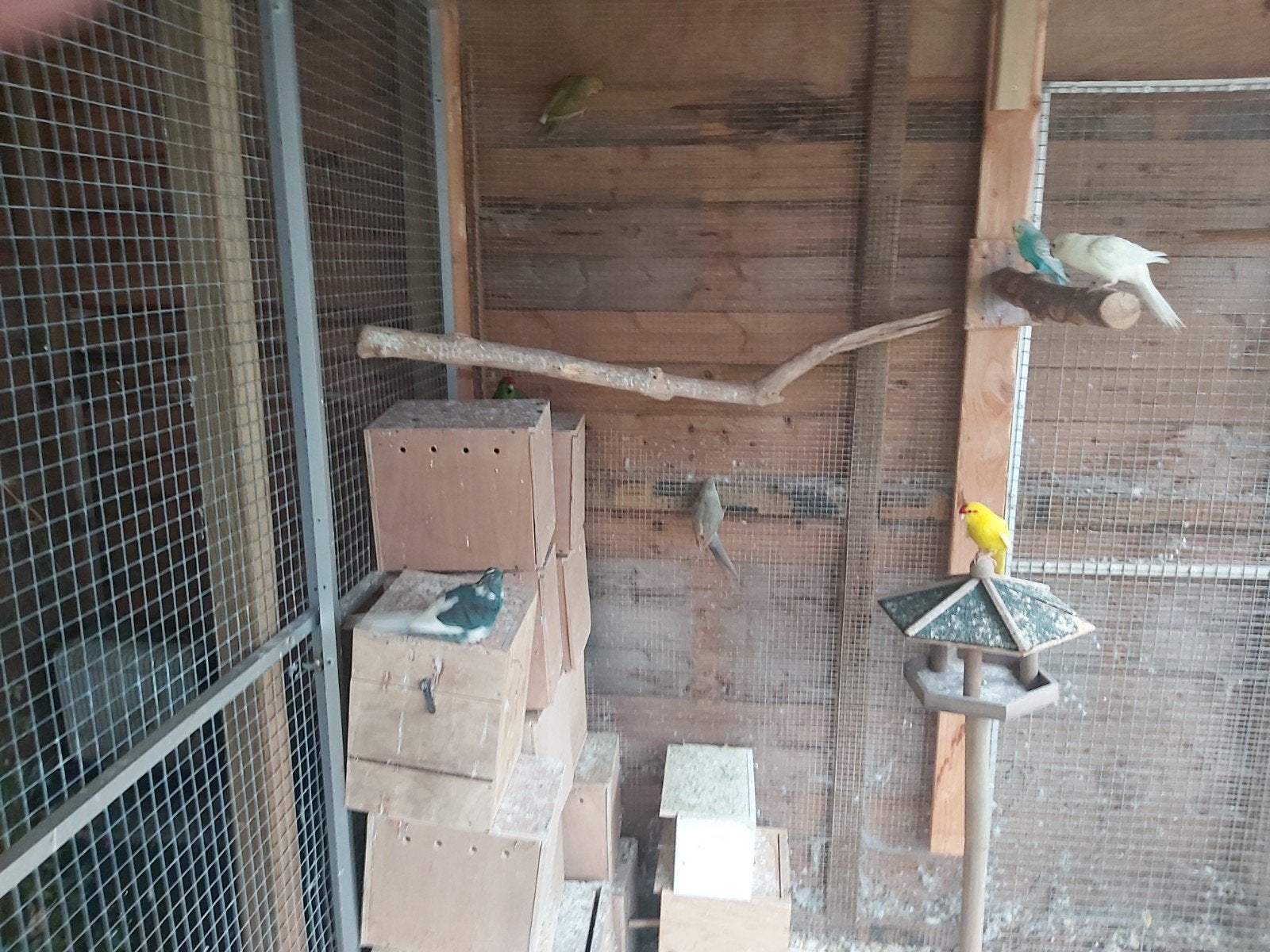 Tekoop 12 kakerikies met 1 jong 300 euro, Meerdere dieren, Papegaai