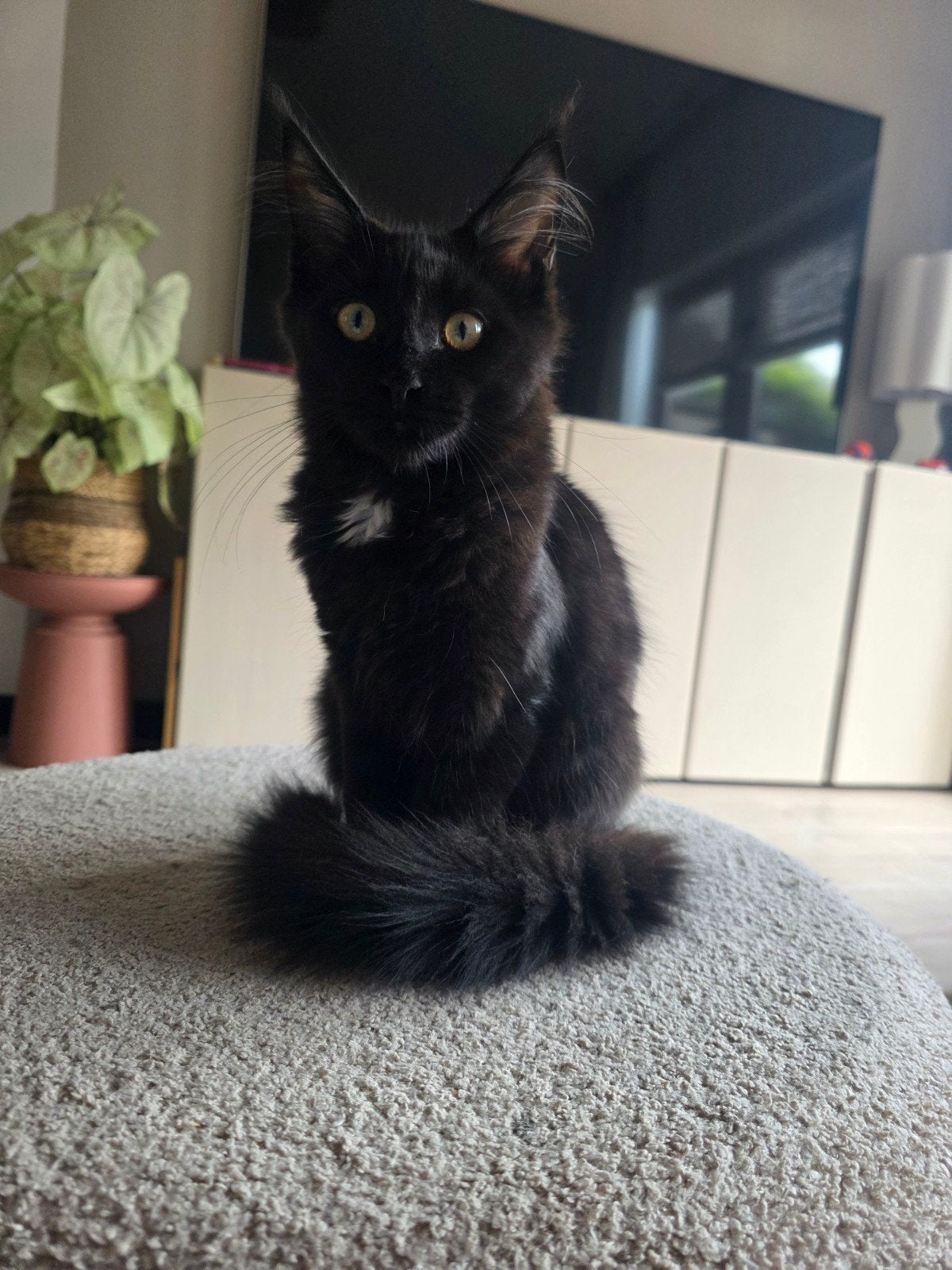 Maine coon 6 maanden, Kater, Gechipt, 0 tot 2 jaar