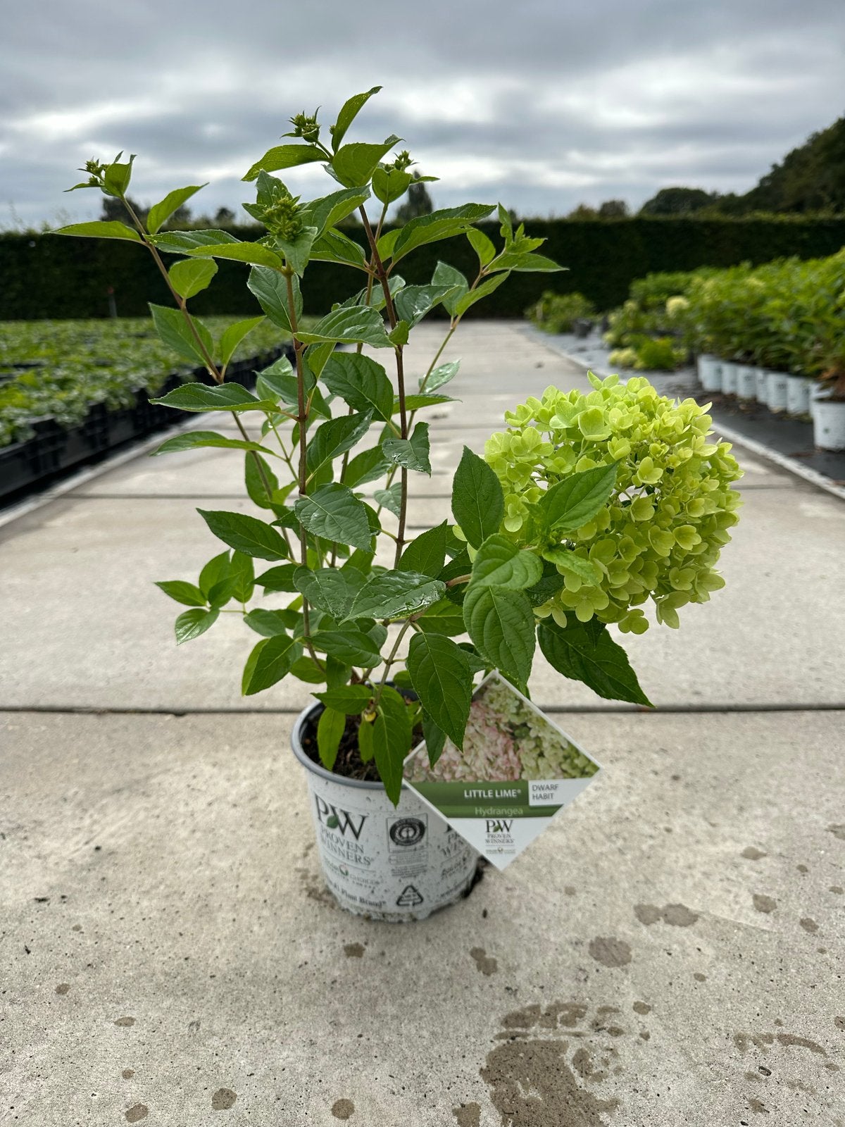 Hortensia Little Lime C3 - Compacte en kleurrijke heester, Tuin en Terras, Overige soorten, Vaste plant, Ophalen of Verzenden