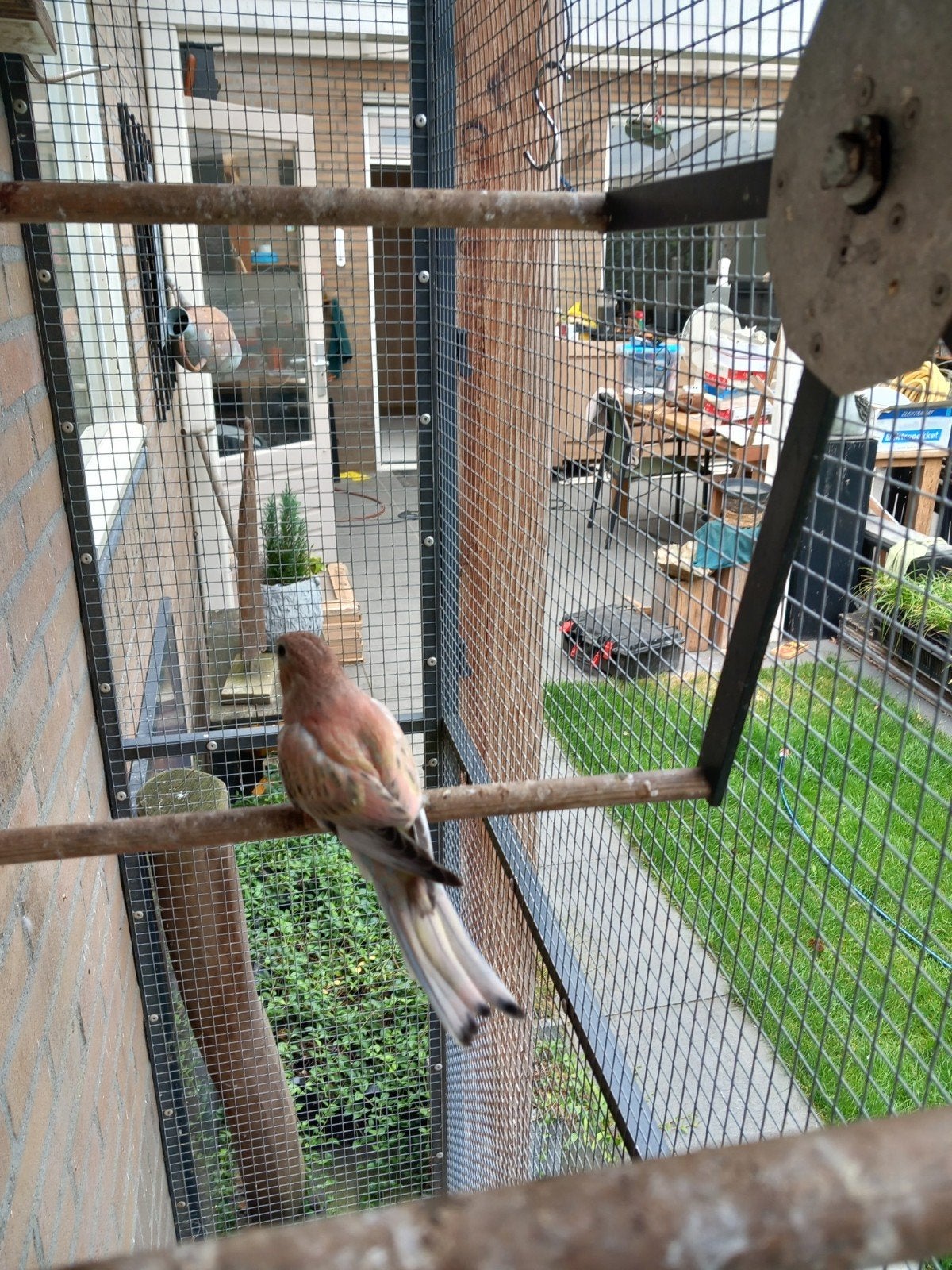 bourkes blauwe en gezoomde, Dieren en Toebehoren, Vogels | Parkieten en Papegaaien, Meerdere dieren, Parkiet