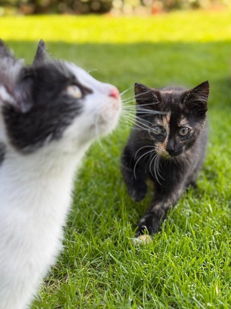 Twee kittens, Poes, Ontwormd