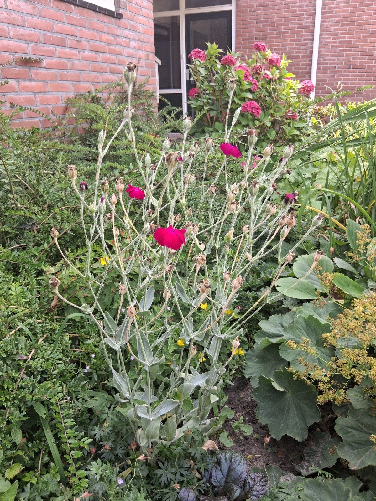 zaden van plant prikneus, Ophalen, Eenjarig, Overige soorten, Volle zon