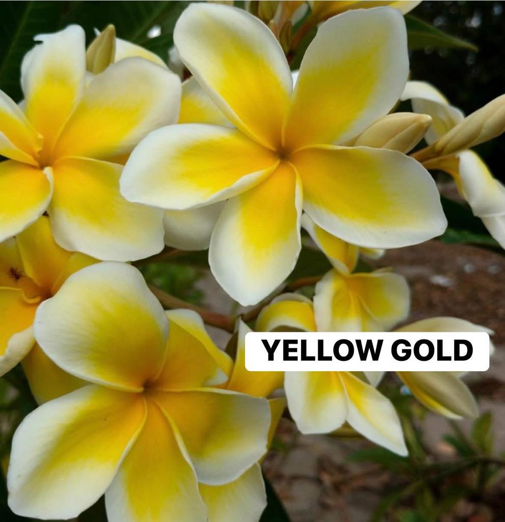 Plumeria ‘Yellow Gold’ INCL. bloemknop (slechts) 1 & 2 mei, Ophalen, Minder dan 100 cm