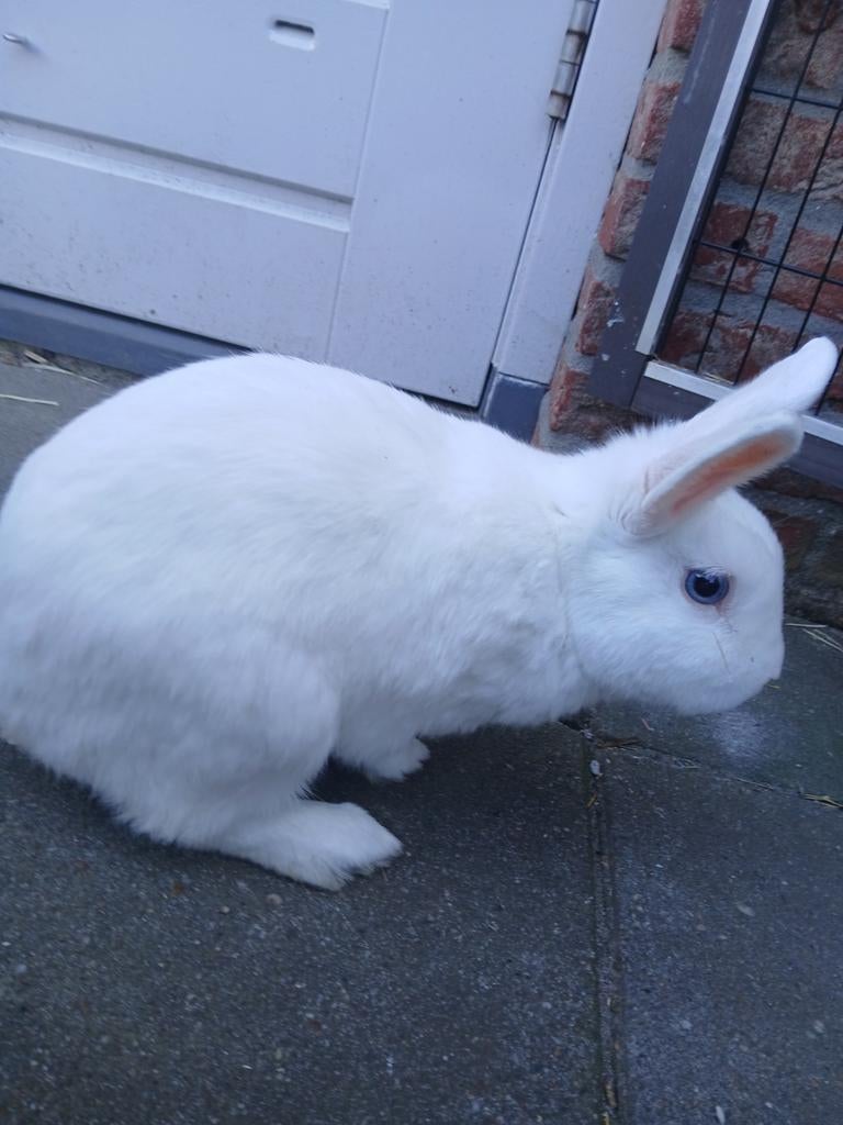 Mooie lieve witte konijn met blauwe ogen ram en jong, Mannelijk