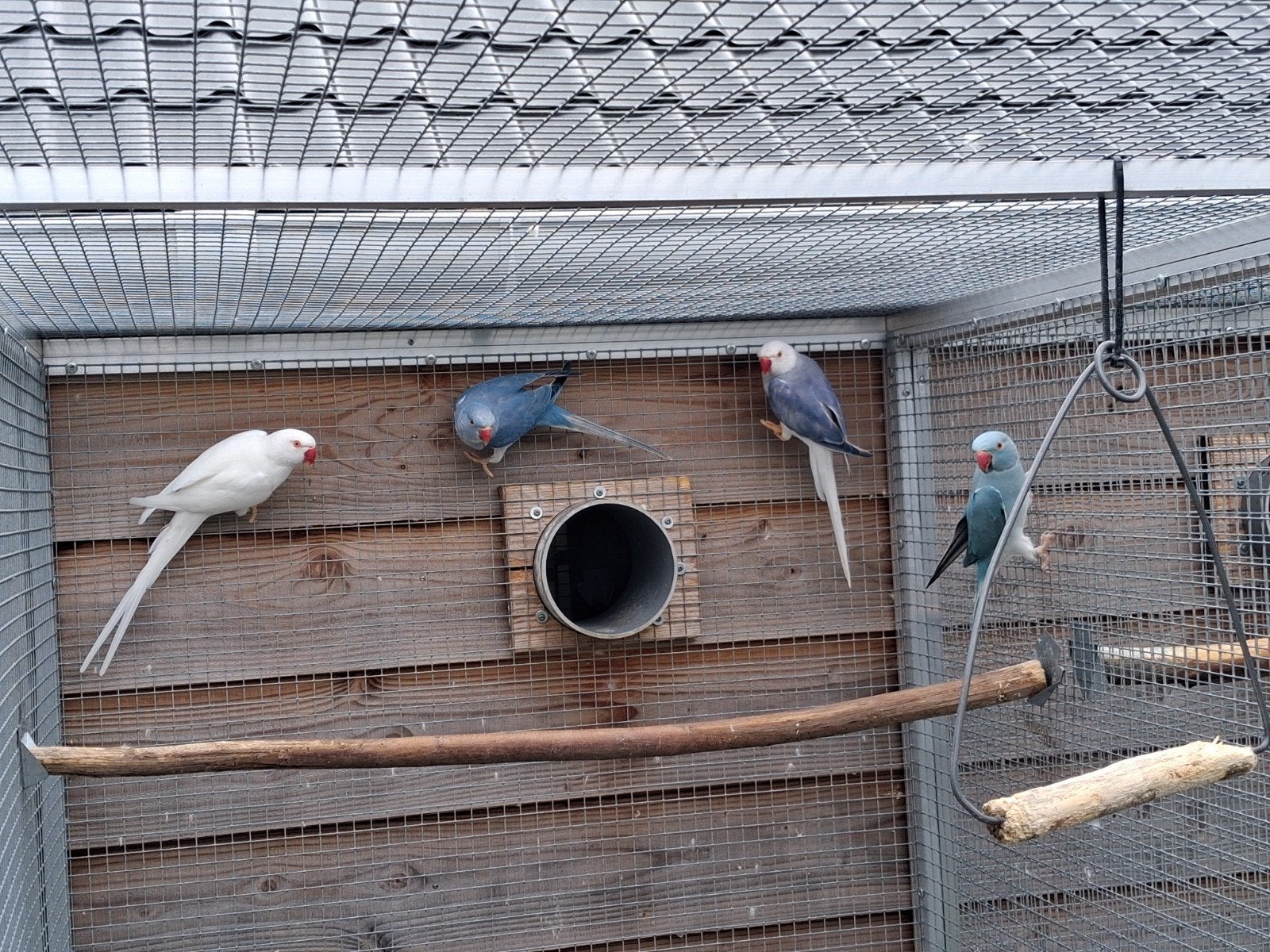 halsbandparkiet / halsbandparkieten. TEAB, Dieren en Toebehoren, Meerdere dieren, Parkiet, Geringd