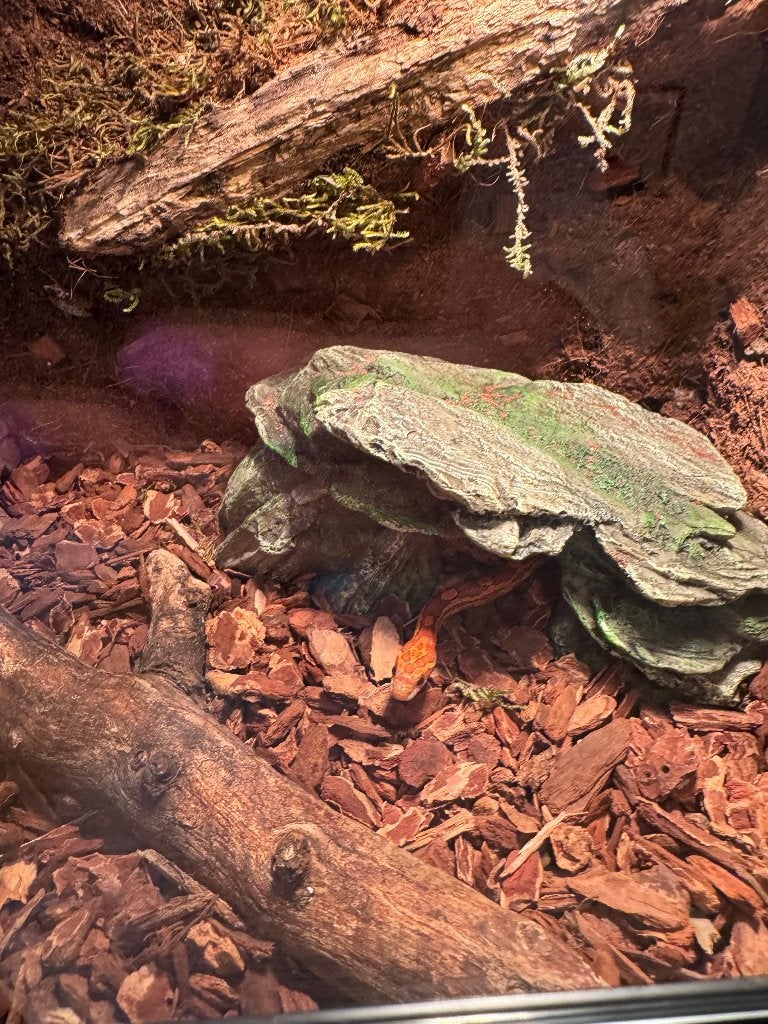 Terrarium met korenslang