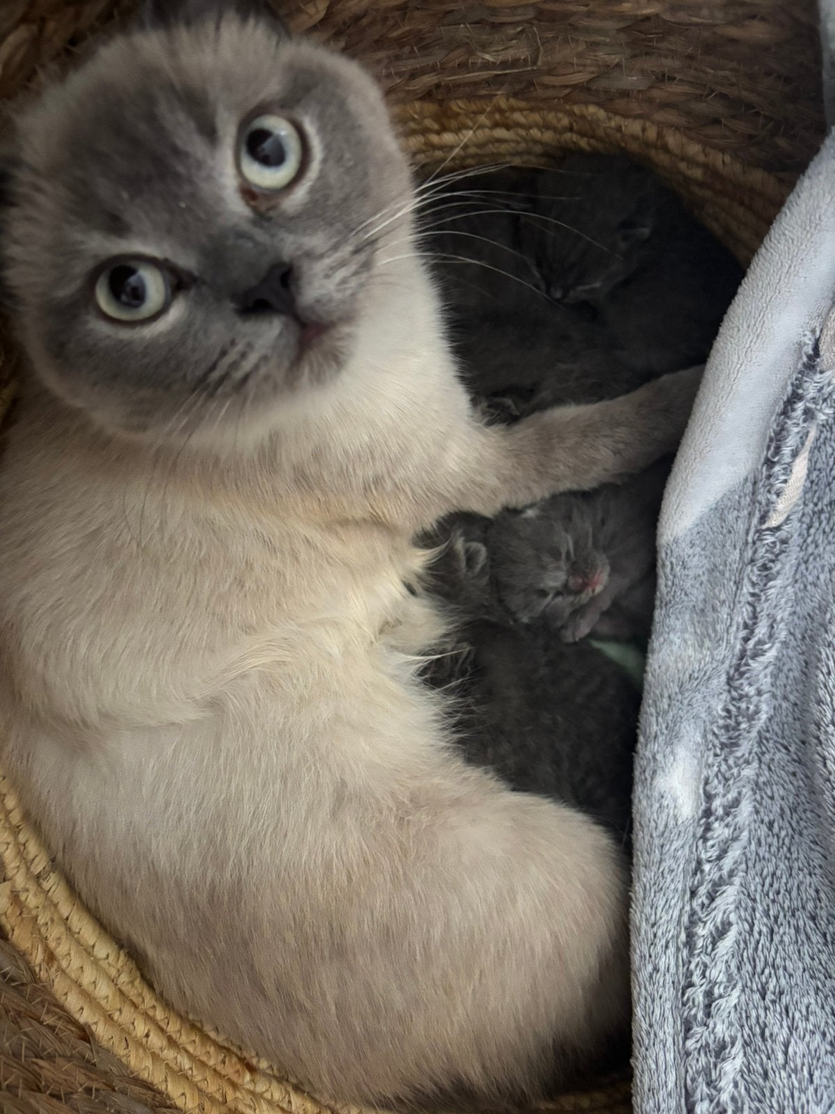 Champion British kittens, Dieren en Toebehoren, Katten en Kittens | Overige Katten, Meerdere dieren, Kortharig, 0 tot 2 jaar