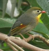Japanse Nachtegaal (pop), Dieren en Toebehoren, Vogels | Overige Vogels, Vrouwelijk