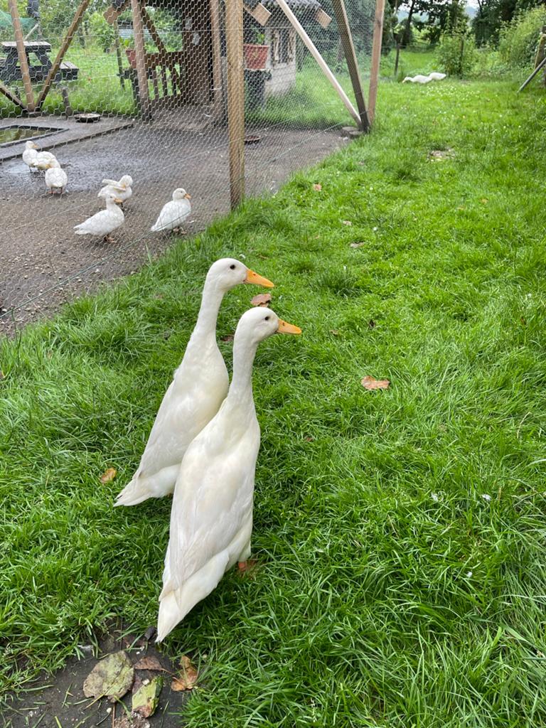 Broedeieren te koop van de witte indische loopeend, Geslacht onbekend, Eend