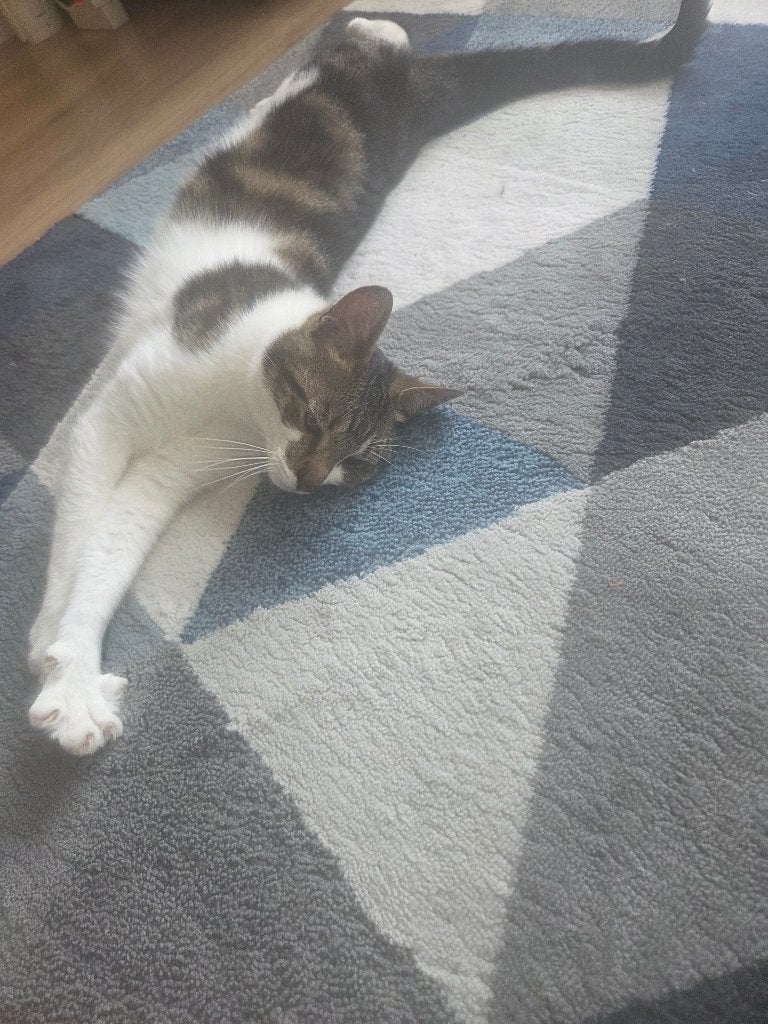 Gratis kat, Kater, Gechipt, 0 tot 2 jaar