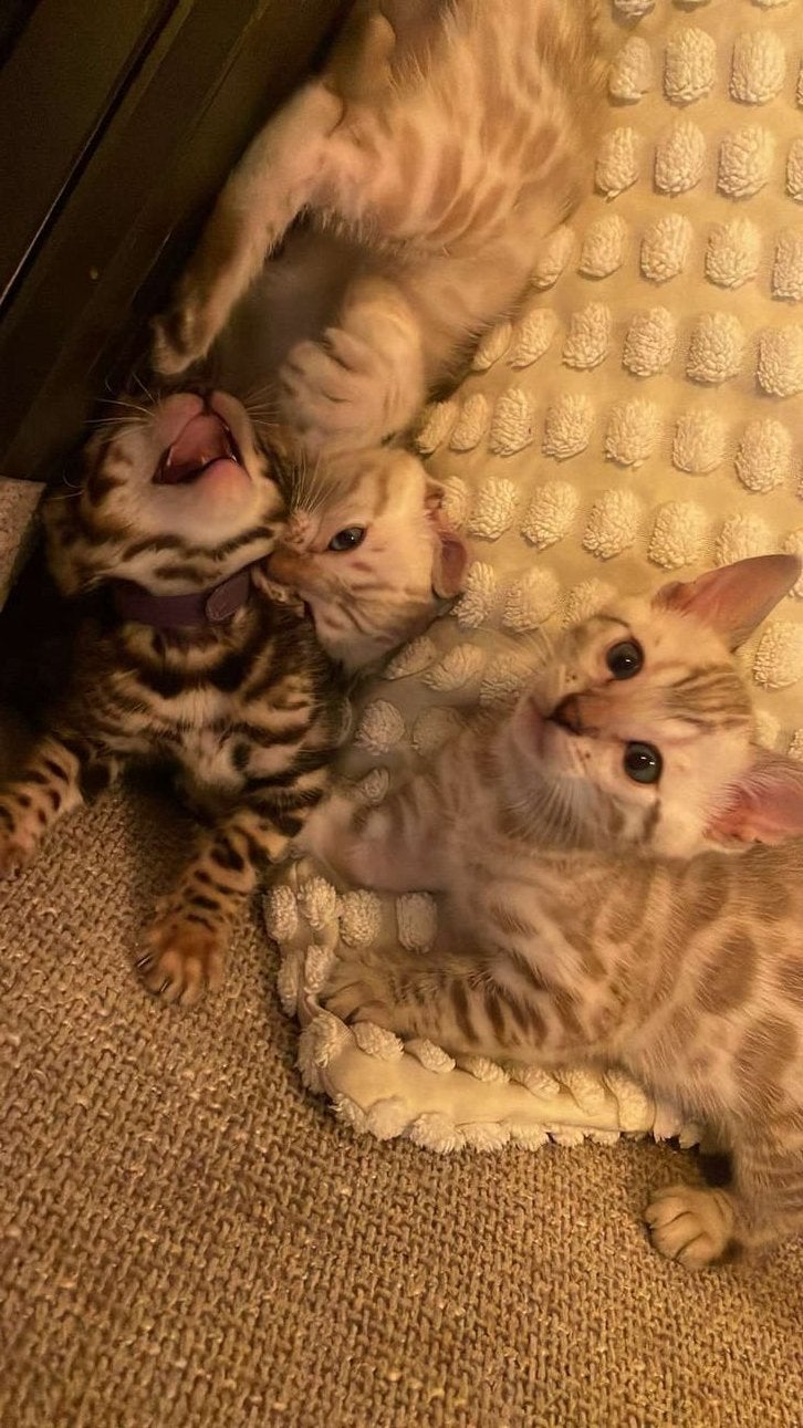 Bengaalse kittens, Dieren en Toebehoren, Katten en Kittens | Raskatten | Korthaar, Kater, Ontwormd, 0 tot 2 jaar