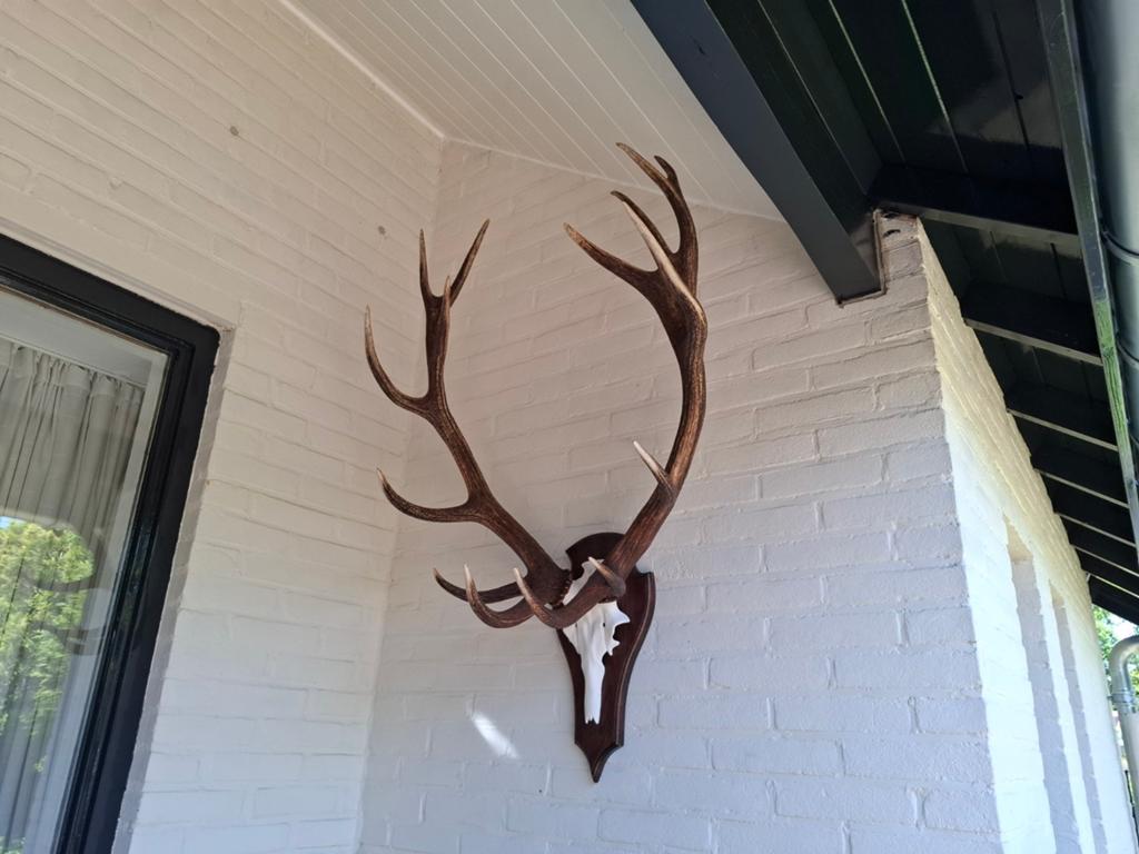 Mooi edelhert gewei op aluminium kunstschedel, Ophalen of Verzenden, Nieuw, Hert, Gewei of Kop