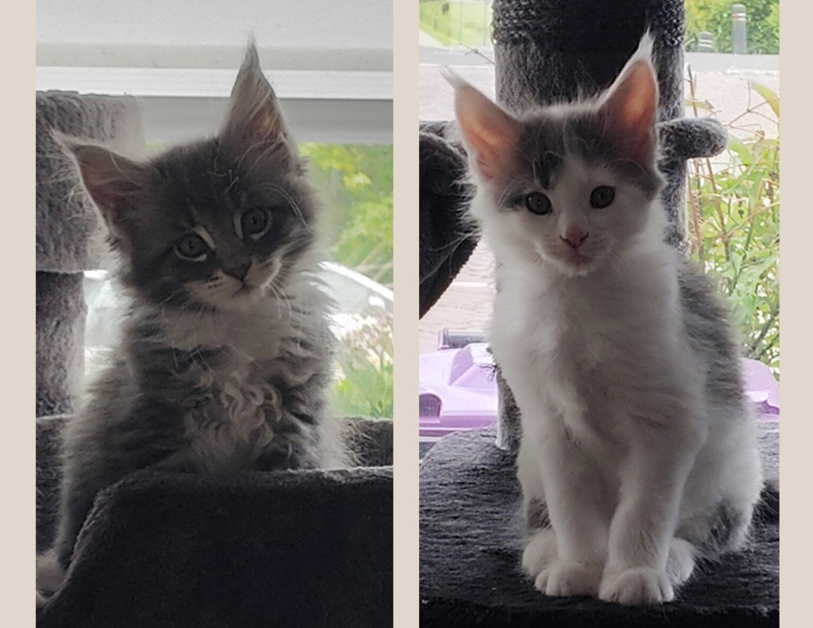 Maine Coon kittens (incl chip), Dieren en Toebehoren, Katten en Kittens | Raskatten | Langhaar, Meerdere dieren, Gechipt