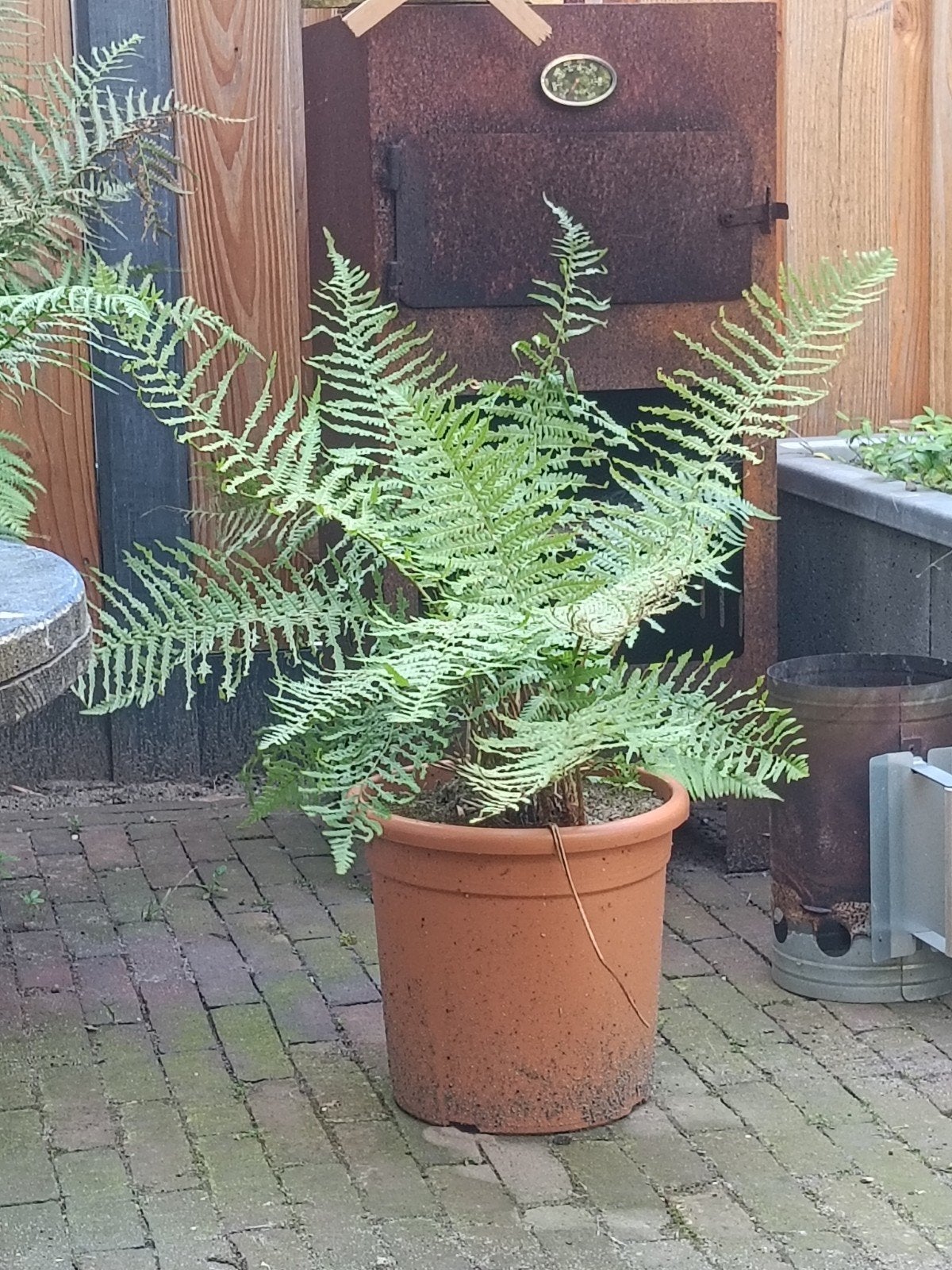 Prachtige schaduwvaren voor in de tuin, Ophalen