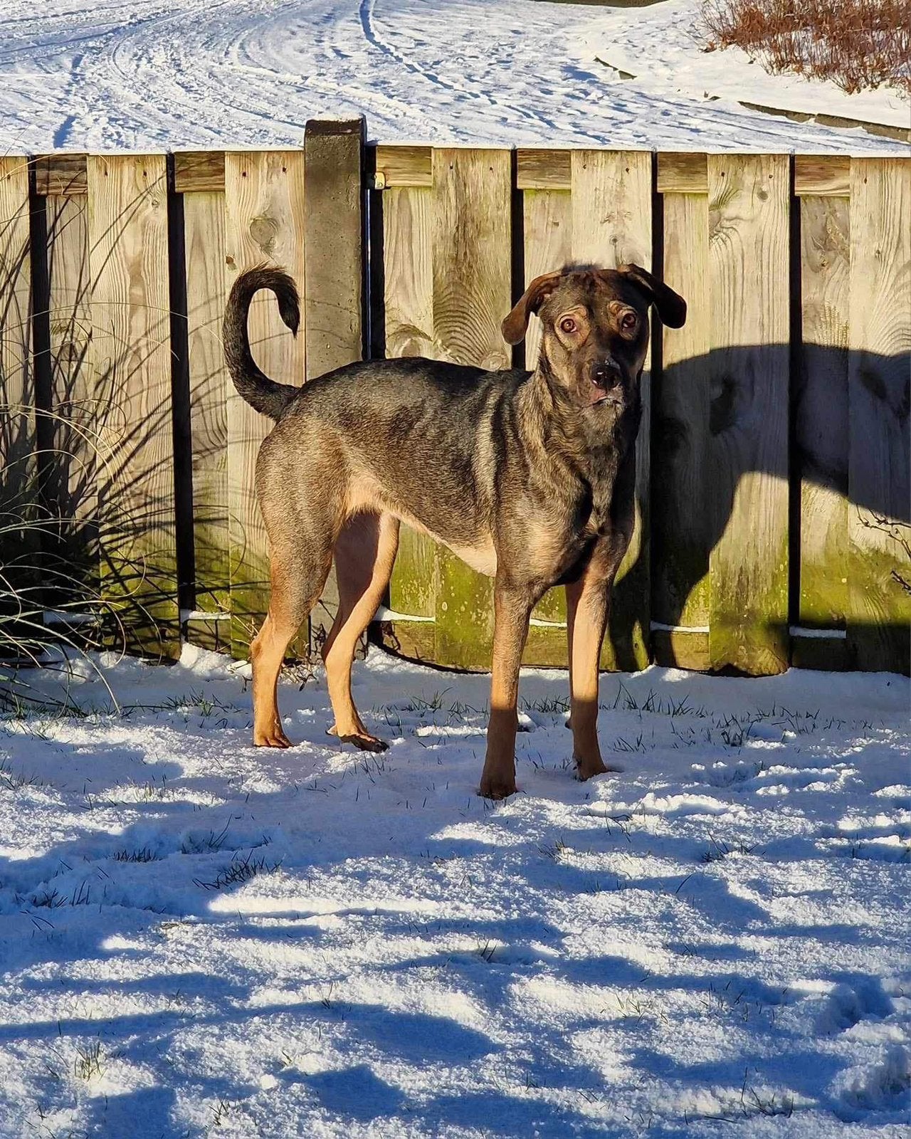 Layka teefje 4 jaar, Eén persoon, Ticket of Toegangskaart