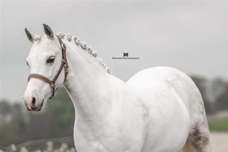 Bloedmooie, goudeerlijke en veelzijdige Welsh B-pony, Dieren en Toebehoren, Pony's, Merrie, Springpony, B pony (1.17m tot 1.27m)