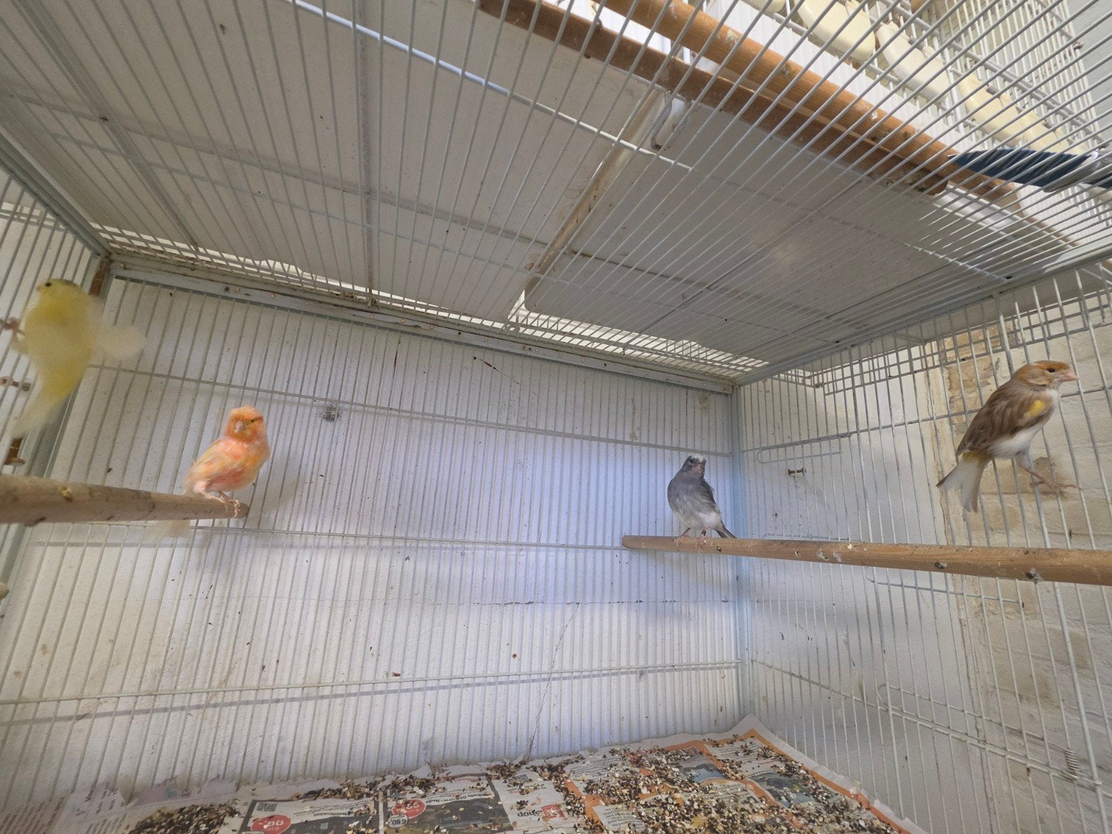Mooie kanaries, Dieren en Toebehoren, Vogels | Kanaries, Meerdere dieren, Kleurkanarie