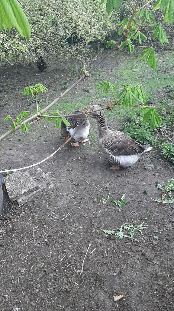 Span onverwante Toulouse ganzen., Dieren en Toebehoren, Pluimvee, Meerdere dieren, Gans of Zwaan