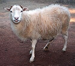 Gezocht 5-6 Skudde of Heidschnucken ooien van 0-3 jaar, Dieren en Toebehoren, Vrouwelijk, Schaap, 0 tot 2 jaar
