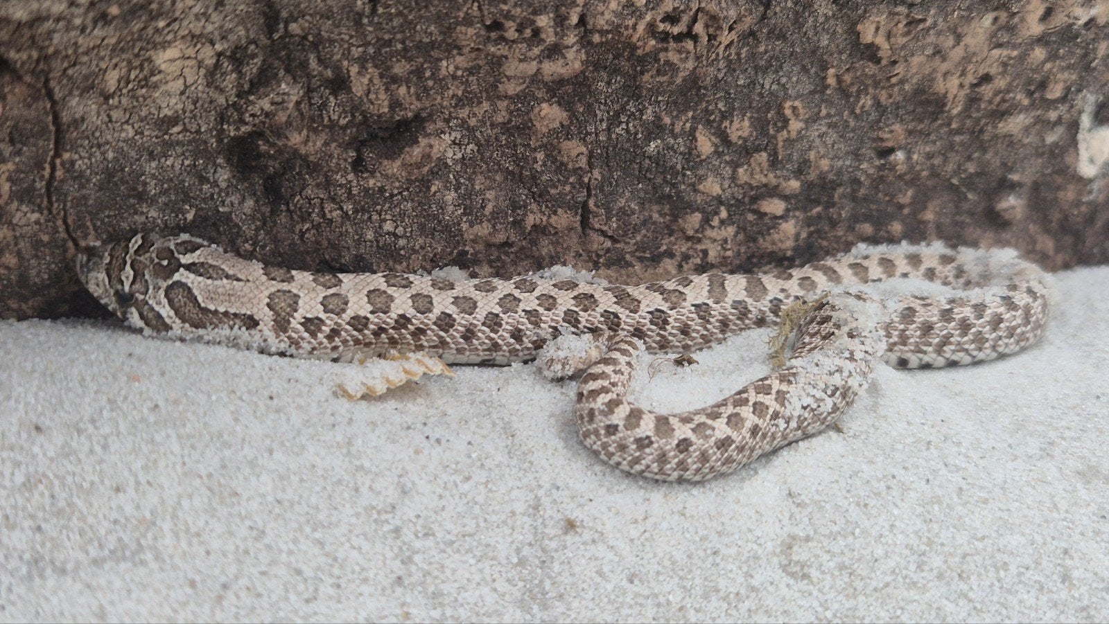 Haakneusslang Het maitai Hognose Snake - female for sale from De Jong