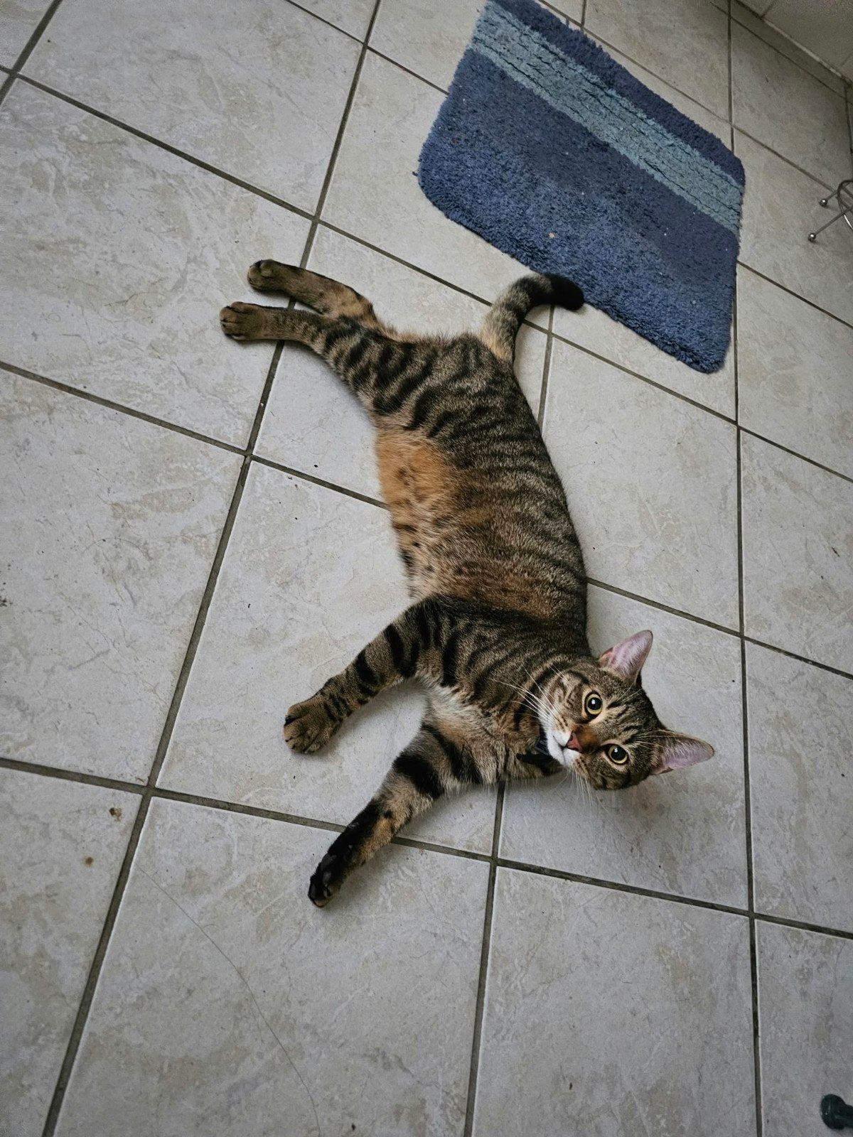 twee katten, Dieren en Toebehoren, Kater, 3 tot 5 jaar