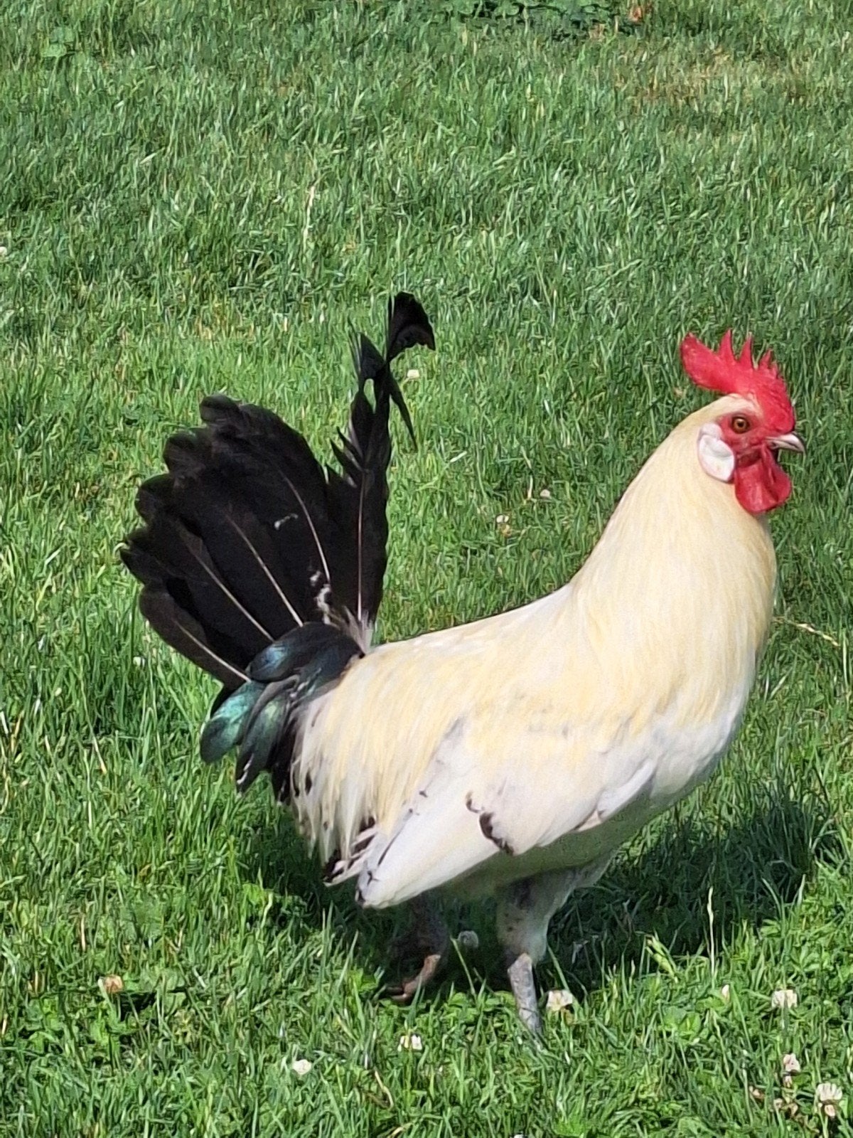 Friese zilverpel hanen., Dieren en Toebehoren, Pluimvee, Mannelijk, Kip