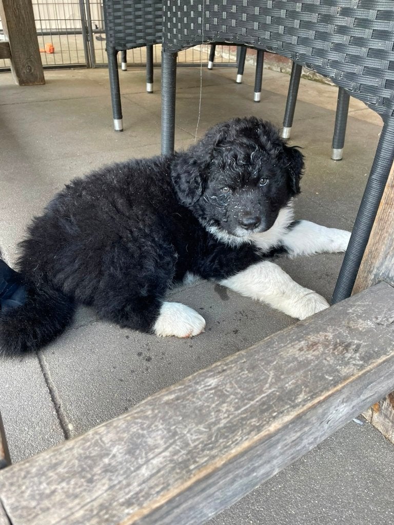 Puppy Kruising Wetterhoun/ australian shepherd, Reu, 8 tot 15 weken, Eén hond, Middel