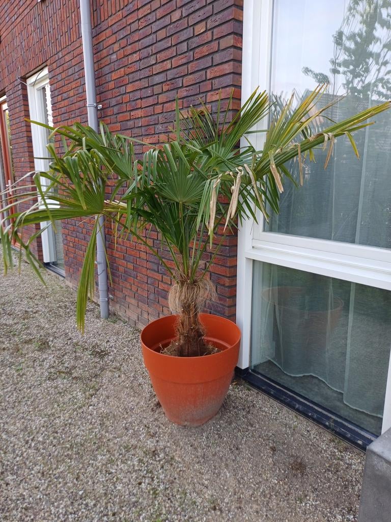 Trachycarpus Fortunei - Winterharde Palmboom, Volle zon, Vaste plant, Zomer, Ophalen