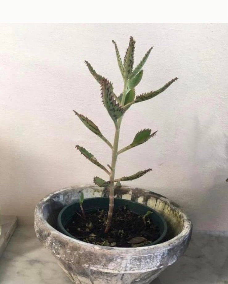 Unieke vintage terracotta sierpot bloempot Jaren '50, Ophalen, Rond, Binnen, Zo goed als nieuw