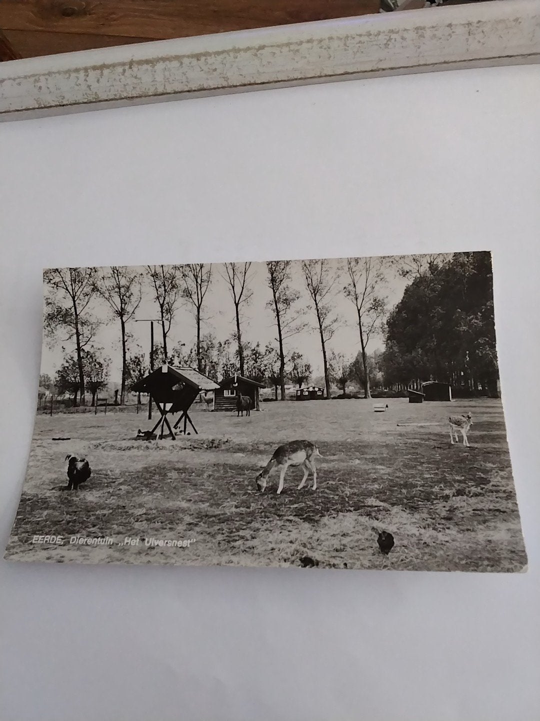 Oude Ansichtkaart Eerde Dierenpark 'Het Ulvennest', Verzamelen, Ansichtkaarten | Nederland, Ophalen of Verzenden, 1960 tot 1980